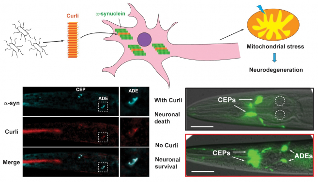 Bacterial curli promotes the aggregation of α-synuclein through cross-seeding, which leads to mitochondrial stress and neurodegeneration.